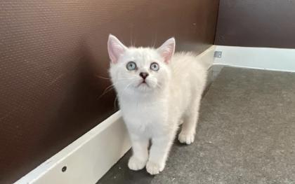 Abgabe bereite BKH blue point kitten Nur 1 männlich übrig