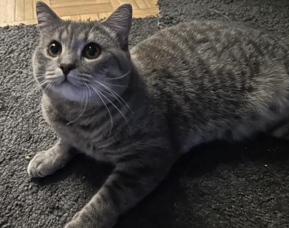 BKH/EKH Mix Kitten suchen ein zuhause