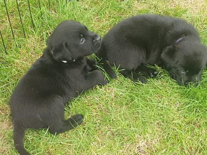 Labradorwelpen suchen ein Zuhause