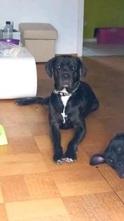 Dwayne Deutsche Dogge Mix