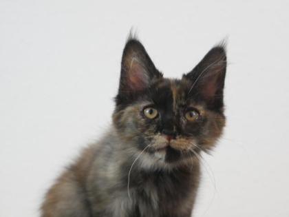 Maine Coon Kitten XXL
