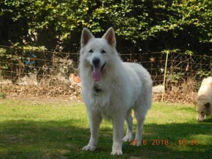 Wurferwartung Weisse Schweizer Schäferhund Welpen
