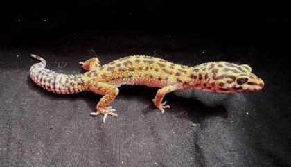 Leopardgekos weiblich aus 2022