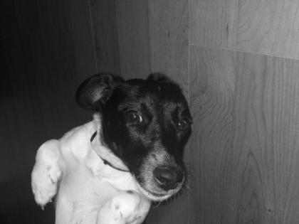 Jack Russel abzugeben