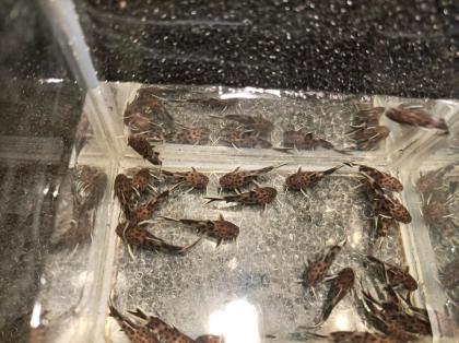 Zwerg-Fiederbartwels Synodontis lucipinnis