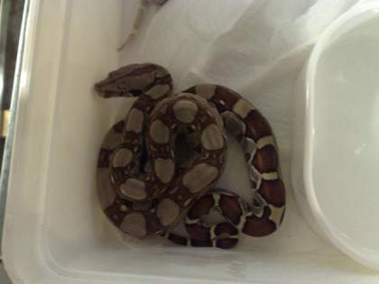 Boa constrictor Babys