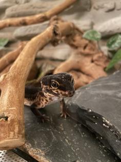 Leopardgecko Black Night, w 4. 5 Jahre