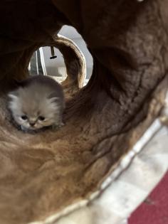 Perser Kitten mit Nase