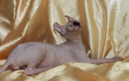 Sphynx katzen