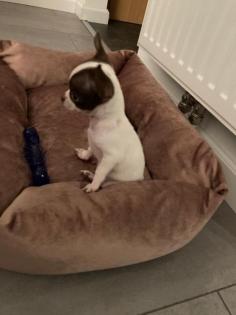Chihuahua Welpen Mini