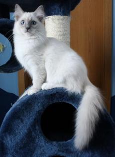 RAGDOLL Lady in BLUE MITTED und BOY in LILAC COLOURPOINT beide 7 Monate al
