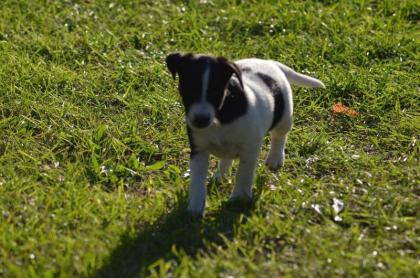 Foxterrier welpen zu verkaufen