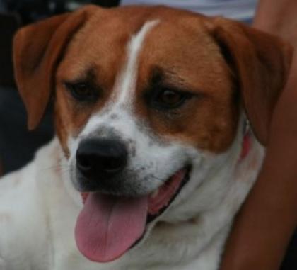 Sammy ein treuer Freund und Begleiter