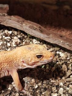 O. 2 Leopardgecko adult