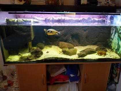 Rotbauch-Spitzkopf-Schildkröte inkl. komplettem Aquarium abzugeben -zu verschenken-