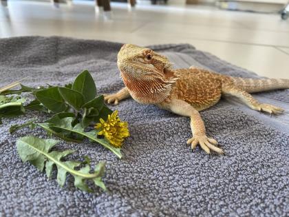 Bartagame Weibchen- 5 Jahre - Jane mit Terra
