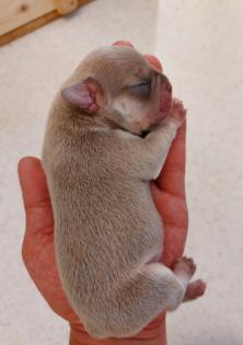 Welpen Französische Bulldoggen