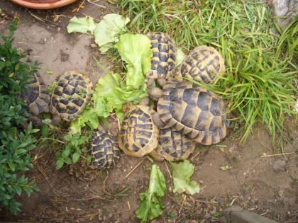 Maurische Landschildkröten NZ 2021 und 2021 in artgerechte Haltung abzugeben