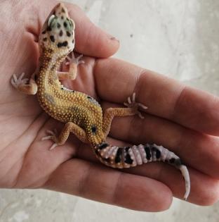 Tolle Leopardgecko Jungtiere aus 2023