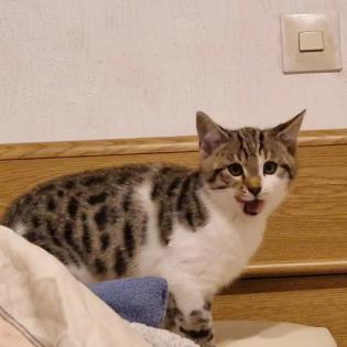 Bengalmixbabys suchen ein zuhause