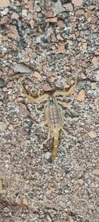 Leiurus quinquestriatus - Gelber Mittelmeerskorpion