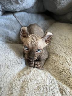 Sphynx Elf Sphynx Kitten Katzenbabys Nacktkatze