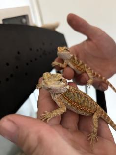 Wunderschöne Farb Bartagmen aus eigener Zucht