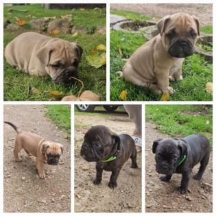 Französische Bulldogge Welpen mit Rute