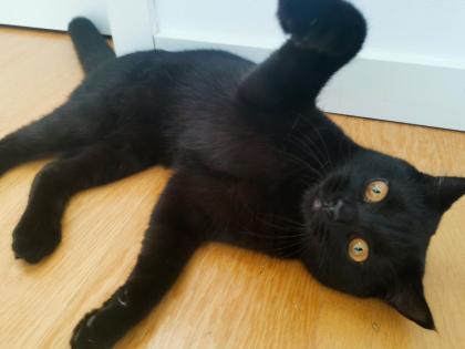 Kater BKH - schwarz/dunkelbraun - 8 Monate alt