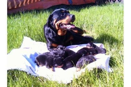 Reinrassige Rottweiler Welpen