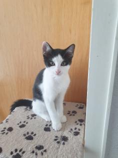 Geschwisterpärchen Katzen Kinder