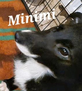 Border Collie Welpen