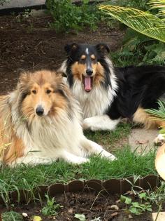 Reinrassige Collie Langhaar Welpen -Amerikanische Linie