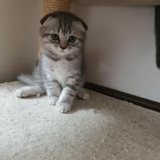 BKH Wiskas Kitten