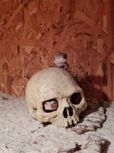 Leopardengecko weiblich