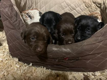 Labrador x Golden Retriever Welpen zu verkaufen