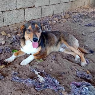 Alfred / Status sucht ein Zuhause