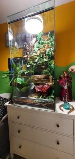 Terrarium und Jemen Chamäleon