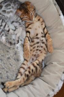 Bengal Kater Kitten sofort zur Abgabe