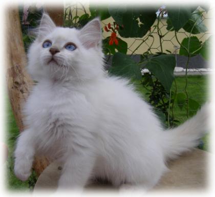 Dreamdolls-Ragdolls - Wir haben Babys