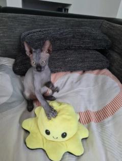 Sphynx Katzen 3 Jungs.