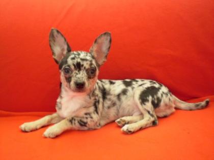 Verschmuste sehr Süsse Chihuahuababys mit Stammbaum