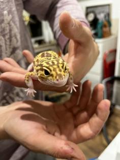 3 neugierige Leopardgeckodamen