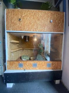 3 x Königspython Python Regius zu verschenken
