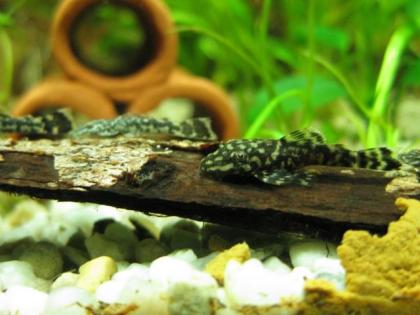 Antennenwelse Jungfische günstig abzugeben