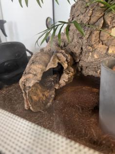 Kornnatter Schwarz Grau mit Terrarium und Buch