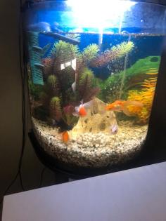 Aquarium mit Fischen und Zubehör