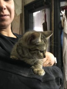 Katzenbabys 12 Wochen