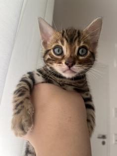 4 zuckersüße Bengal Kitten