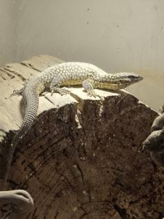 Stachelschwanz Waran Männlich Yellow Ackie mit Terrarium